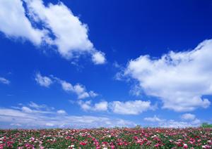 迅速な相談を行うのに対応できる電話占い